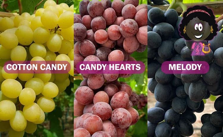 Variedades de uva Cotton candy, Candy hearts y Melody