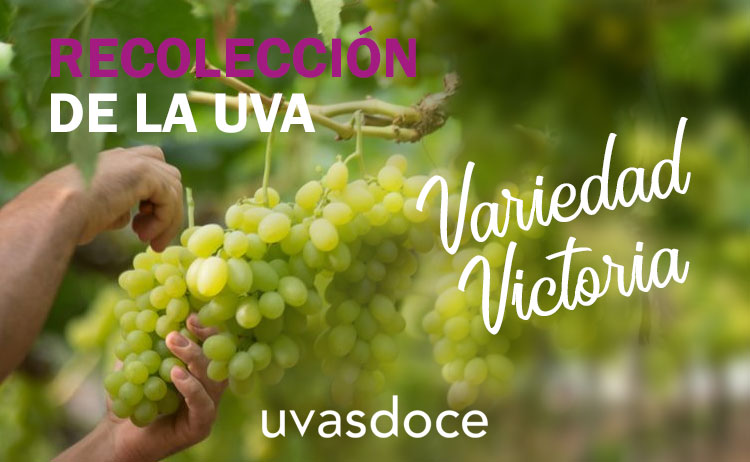 Recolección de la uva Victoria