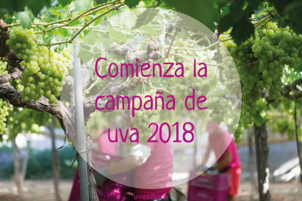 Campaña de la uva 2018