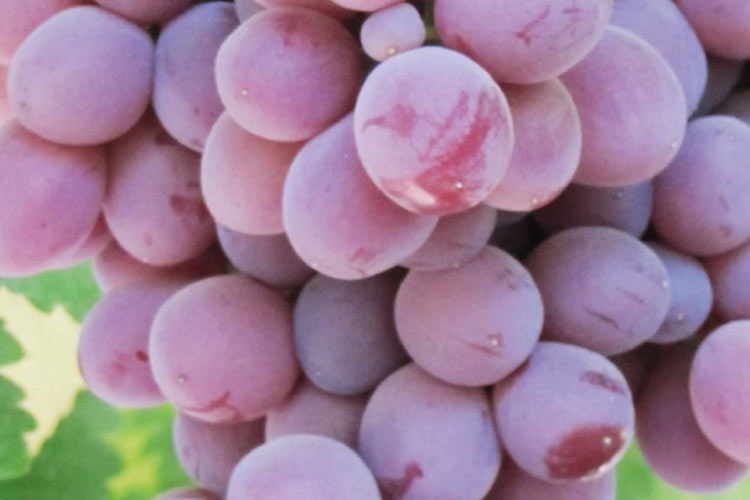 Candy Snaps tipo de uva roja sin semillas